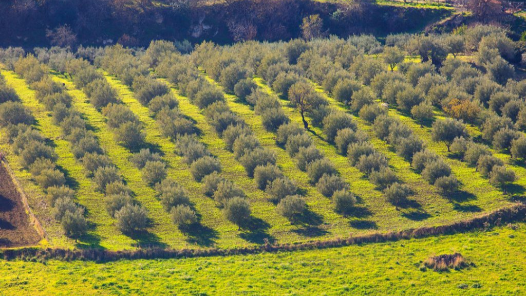 DALLE NOSTRE TERRE SICILIANE